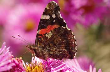 如何轰炸对方手机号