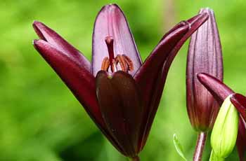 快速内存回收的泡泡短信压力测试官网