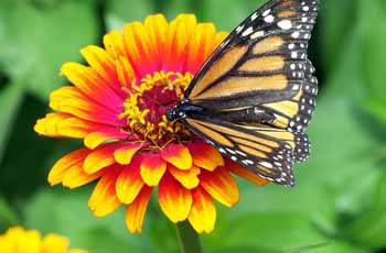 无广告弹窗的泡泡短信压力测试官网