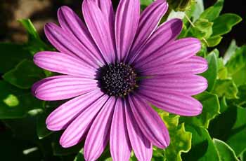 在线电话轰炸机